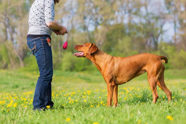 Femme joue avec un dos rhodésien sur la prairie — Photo