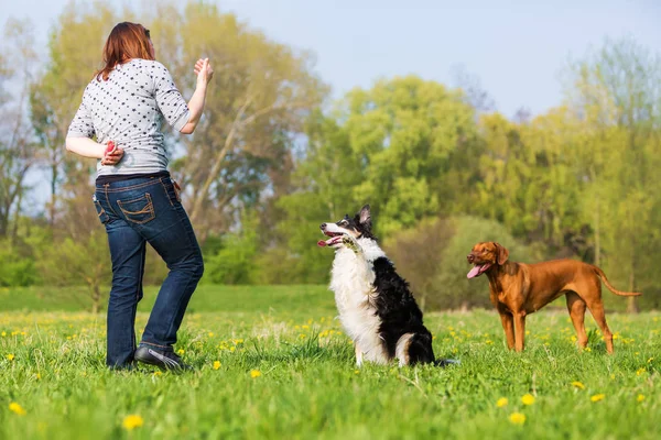 Woman trains with a Border Collie outdoors — Stock Photo, Image