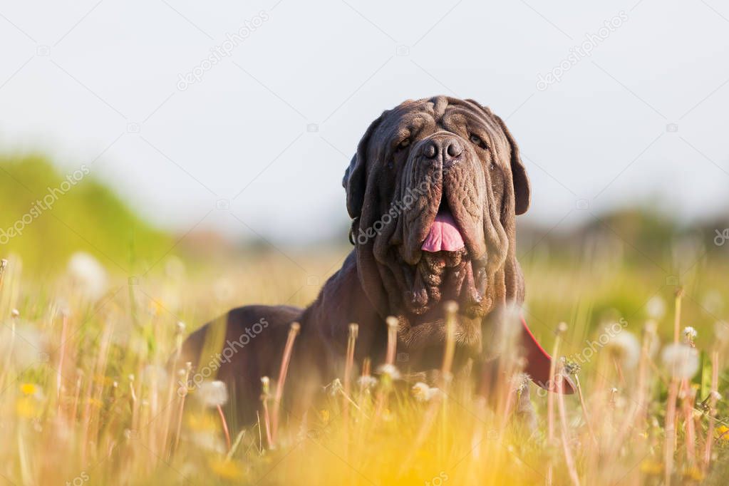 Neapolitan Mastiff in a dandelion meadow