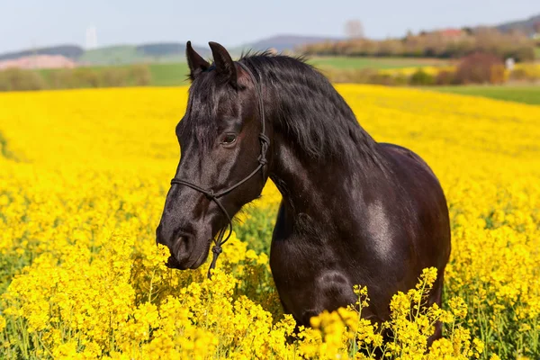 Retrato de un caballo frisón —  Fotos de Stock