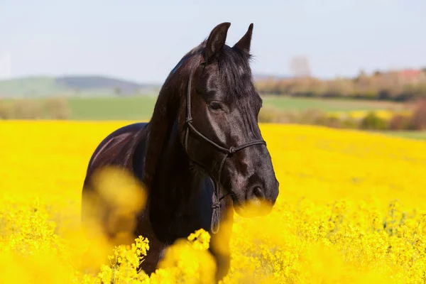 Portrait of a Friesian horse — Stock Photo, Image