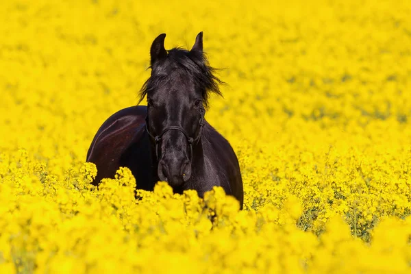 Retrato de um cavalo friesiano — Fotografia de Stock