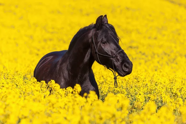 Retrato de um cavalo friesiano — Fotografia de Stock