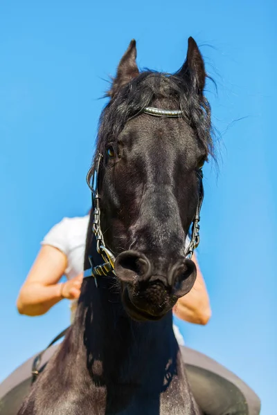 Nainen Friesian hevonen — kuvapankkivalokuva
