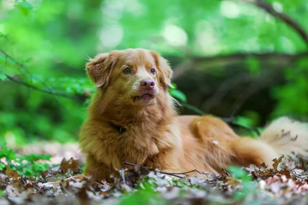 Nova Scotia Duck Tolling Retriever i skogen — Stockfoto