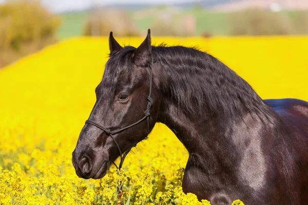 Portrait of a Friesian horse — Stock Photo, Image