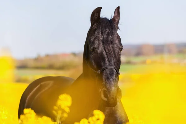 Bir friesian at portre — Stok fotoğraf