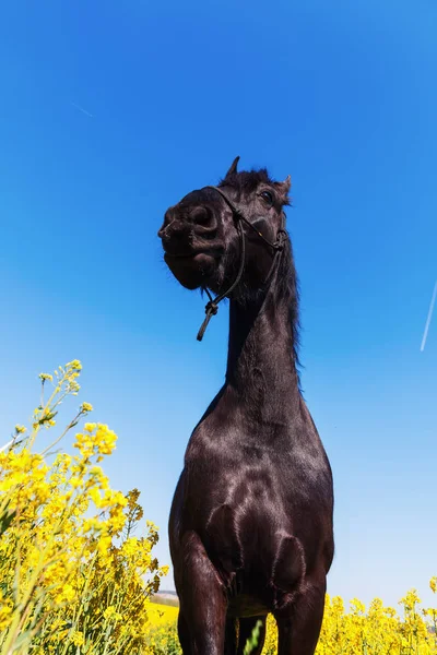 Retrato de um cavalo friesiano — Fotografia de Stock