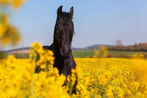 Portrait of a Friesian horse — Stock Photo, Image