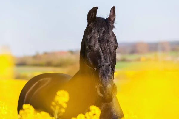 Retrato de um cavalo friesiano — Fotografia de Stock