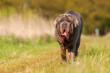 Napoliten Mastiff bir çayır üzerinde