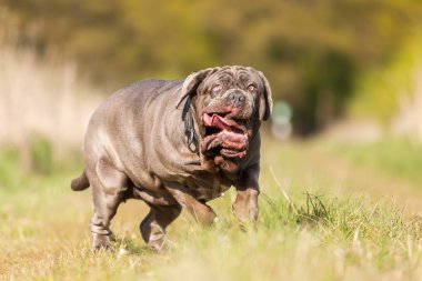 Napoliten Mastiff bir çayır üzerinde