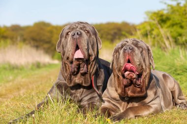 Napoliten Mastiff bir çayır üzerinde