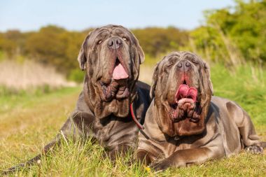 Napoliten Mastiff bir çayır üzerinde