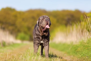 Napoliten Mastiff bir çayır üzerinde