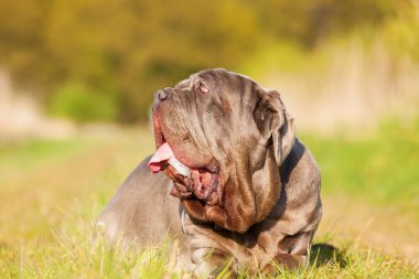 Napoliten Mastiff bir çayır üzerinde