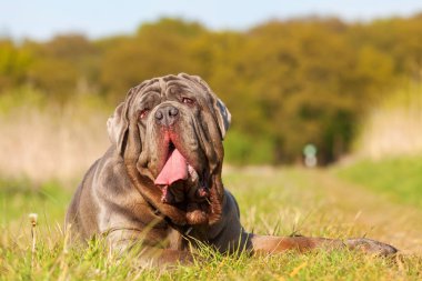 Napoliten Mastiff bir çayır üzerinde