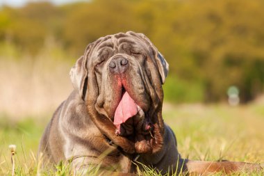 Napoliten Mastiff bir çayır üzerinde