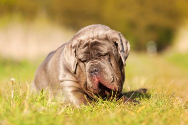 Napoliten Mastiff bir çayır üzerinde
