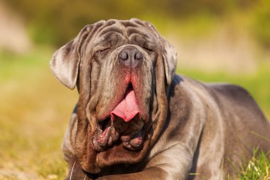 Napoliten Mastiff bir çayır üzerinde