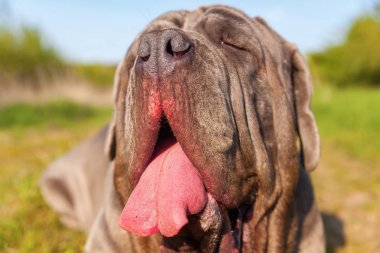 Napoliten Mastiff closeup