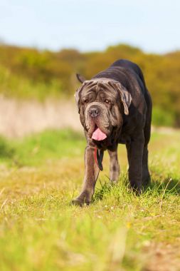Napoliten Mastiff bir çayır üzerinde