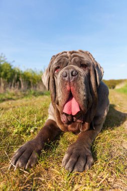 Napoliten Mastiff bir çayır üzerinde
