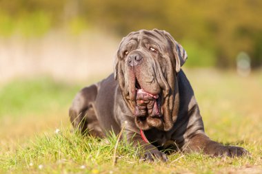 Napoliten Mastiff bir çayır üzerinde