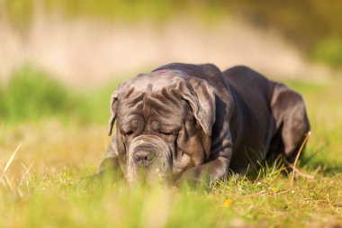 Napoliten Mastiff bir çayır üzerinde