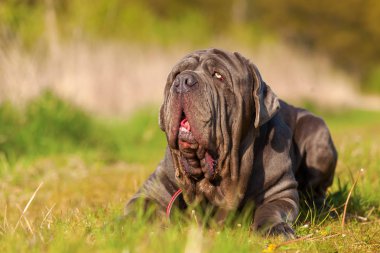 Napoliten Mastiff bir çayır üzerinde