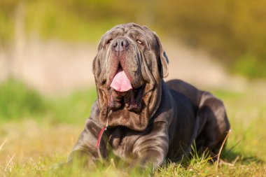 Napoliten Mastiff bir çayır üzerinde