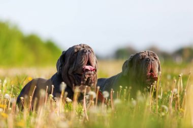 Napoliten Mastiff bir çayır üzerinde