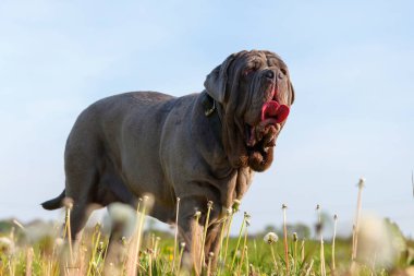 Napoliten Mastiff bir çayır üzerinde