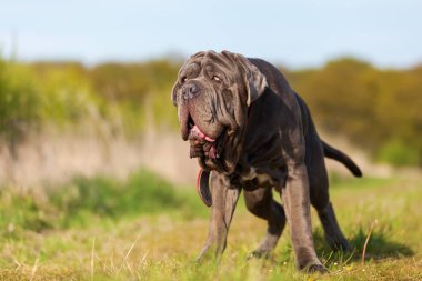 Napoliten Mastiff bir çayır üzerinde