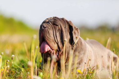 Napoliten Mastiff bir çayır üzerinde