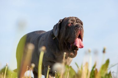 Napoliten Mastiff bir çayır üzerinde