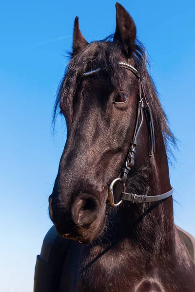 Retrato de um cavalo friesiano — Fotografia de Stock