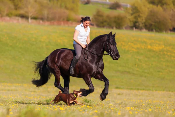 Woman riding a Friesian horse — Stock Photo, Image
