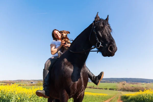Woman sitting with dog on a Friesian horse — Stock Photo, Image