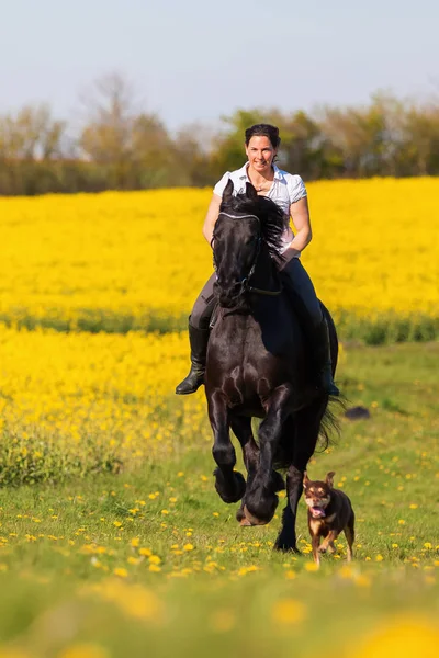 Woman riding a Friesian horse — Stock Photo, Image