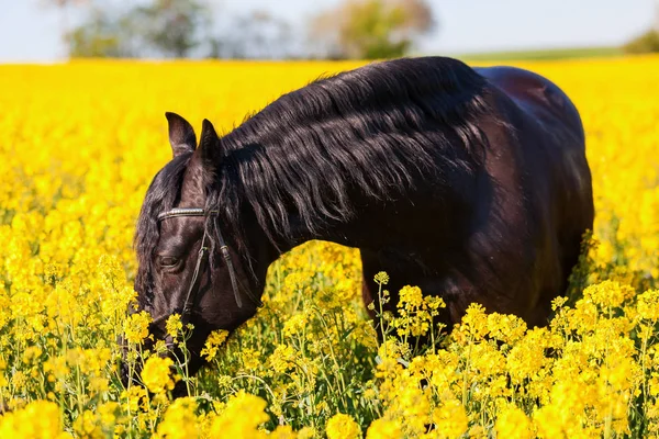 Porträt eines friesischen Pferdes — Stockfoto