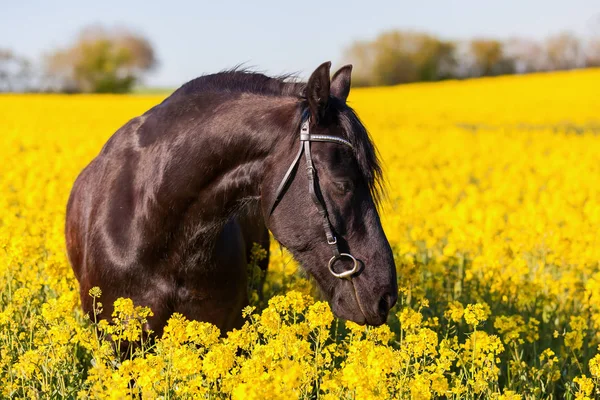 Retrato de um cavalo friesiano — Fotografia de Stock