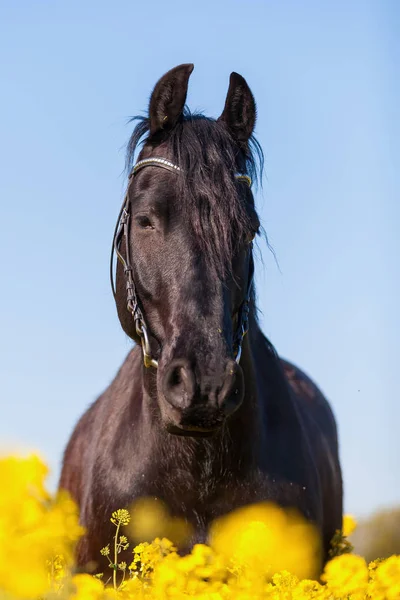 Retrato de um cavalo friesiano — Fotografia de Stock