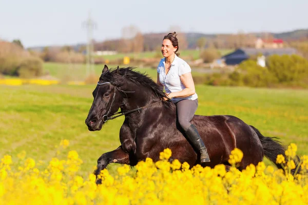 フリージアン馬に乗る女性 — ストック写真