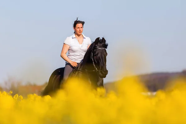 Woman riding a Friesian horse — Stock Photo, Image