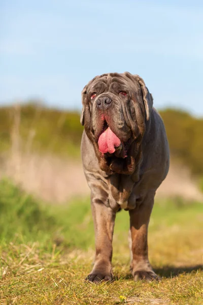 Neapolitanische Dogge auf einer Wiese — Stockfoto