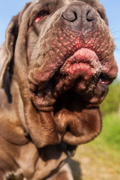 Närbild av en napolitansk Mastiff — Stockfoto