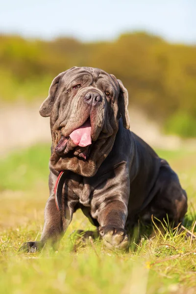 Neapolitan Mastiff on a meadow — Stock Photo, Image