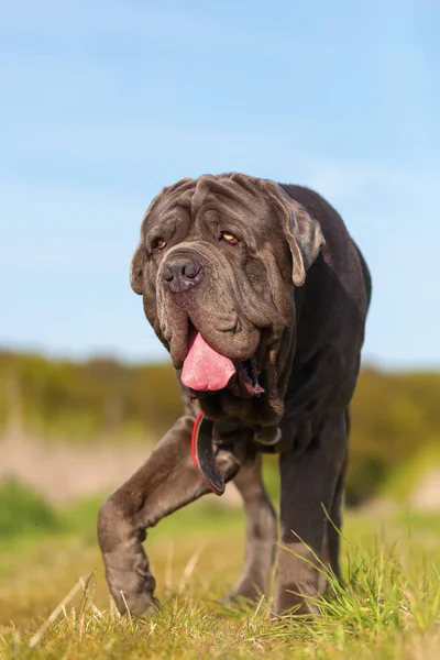 Neapolitanische Dogge auf einer Wiese — Stockfoto