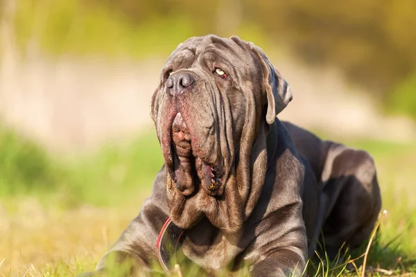 Napolyi mastiff sales